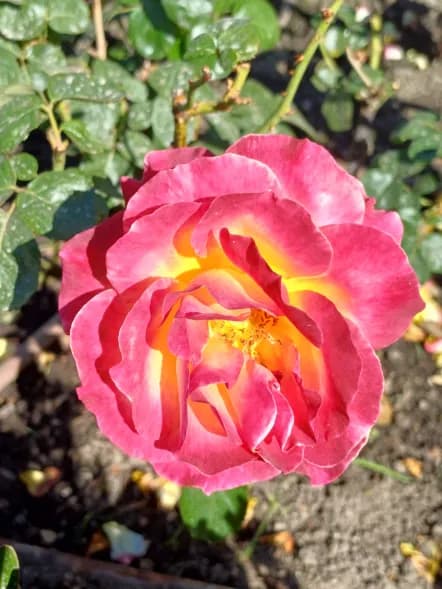 Roses en fleur sur le chemin vers Lisieux